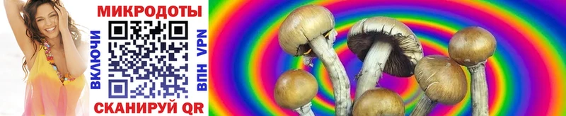 закладки  Качканар  Галлюциногенные грибы Cubensis 